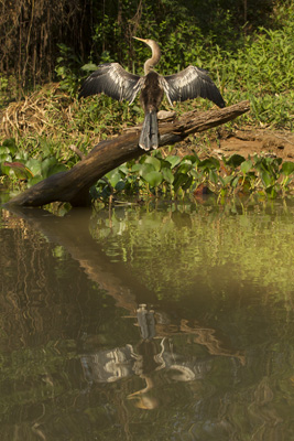 anhinga